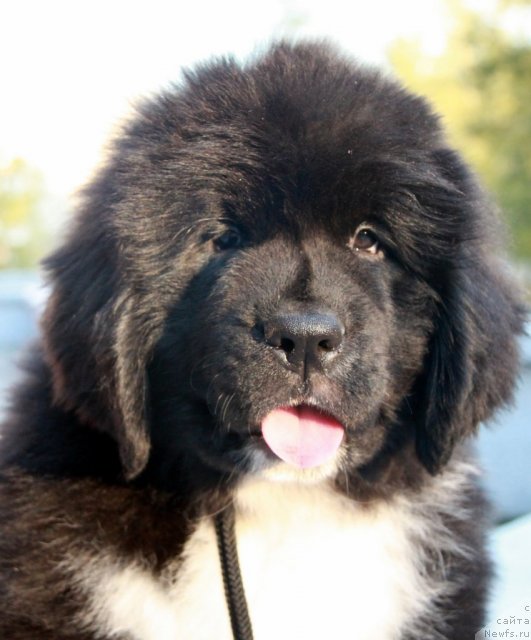 Фото: ньюфаундленд Икона Стиля