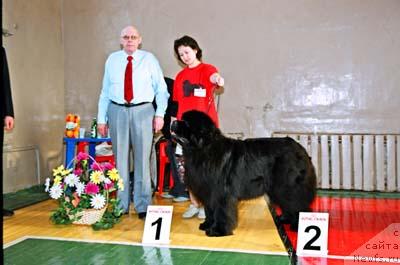 Фото: ньюфаундленд Его Высочество от Сибирского Медведя (Ego Vysochestvo ot Sibirskogo Medvedja)
