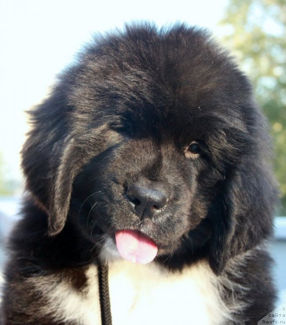 Фото: ньюфаундленд Икона Стиля