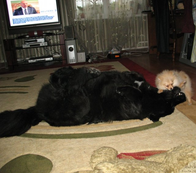 Фото: [d7402] и немецкий щпиц Мира-Ла Золотко