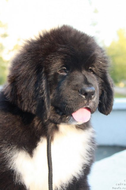 Фото: ньюфаундленд Икона Стиля