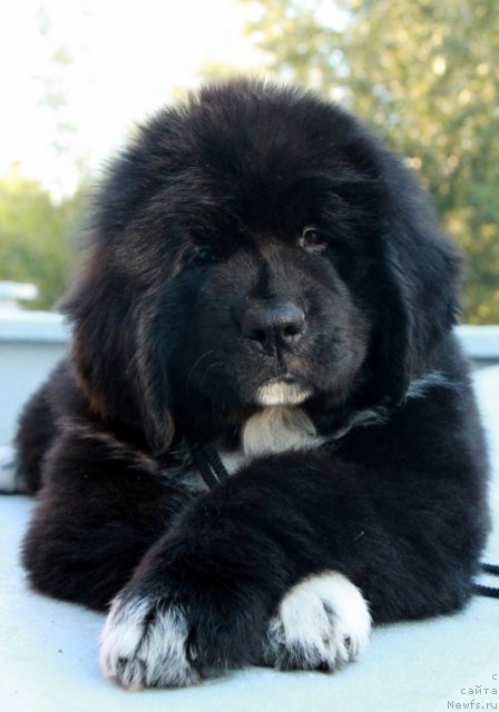 Фото: ньюфаундленд Икона Стиля