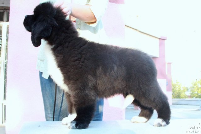 Фото: ньюфаундленд Икона Стиля