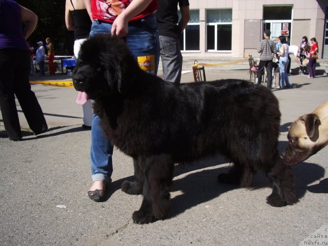 Фото: ньюфаундленд Супер Премиум Голд Кисс (Super Premium Gold Kis)