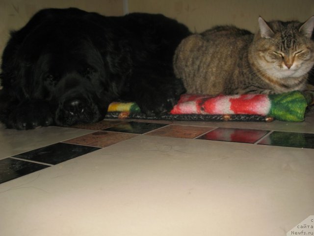 Фото: ньюфаундленд Белла Браво