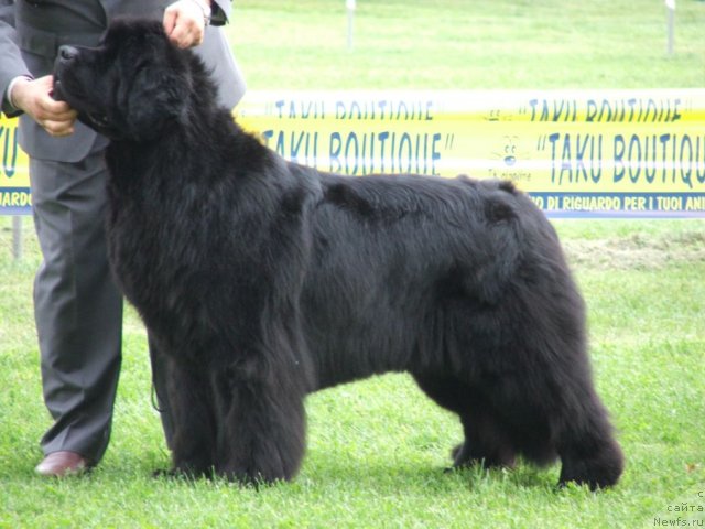 Фото: ньюфаундленд Ogopogos Dragons Heart