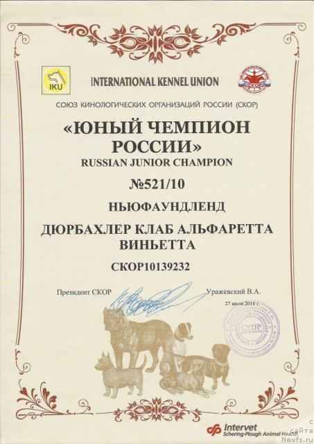 Фото: ньюфаундленд Дюрбахлер Клаб Альфаретта Виньетта