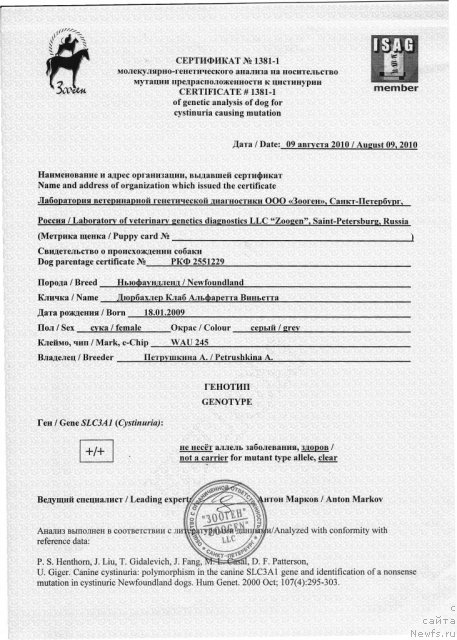 Фото: ньюфаундленд Дюрбахлер Клаб Альфаретта Виньетта