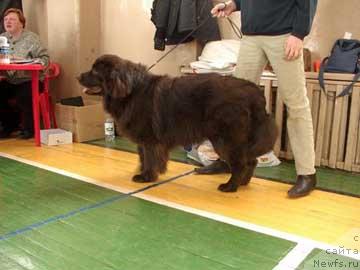 Фото: ньюфаундленд Шейх