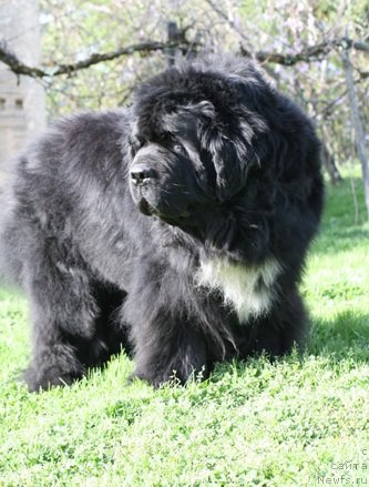 Фото: ньюфаундленд Kaydens Top Shelf Highland Bear