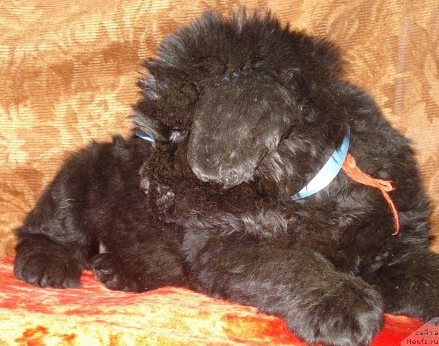 Фото: ньюфаундленд Аэвелия Баттерфляй