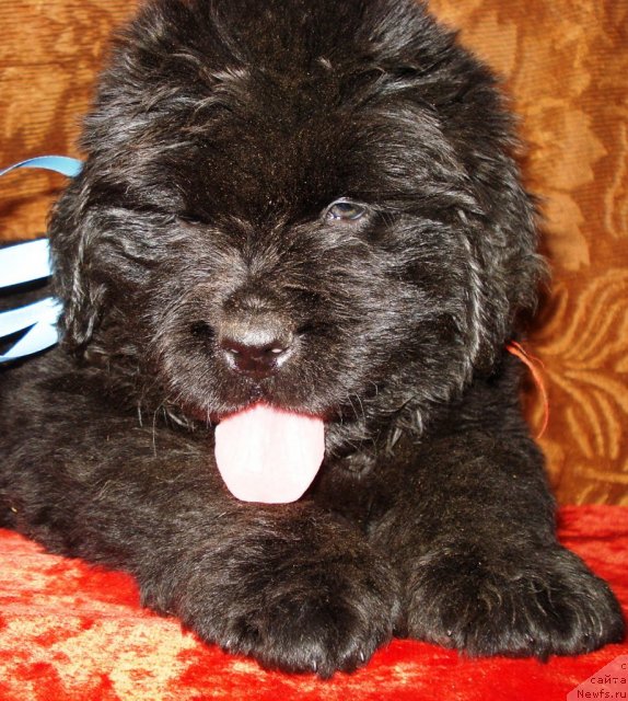 Фото: ньюфаундленд Аэвелия Баттерфляй