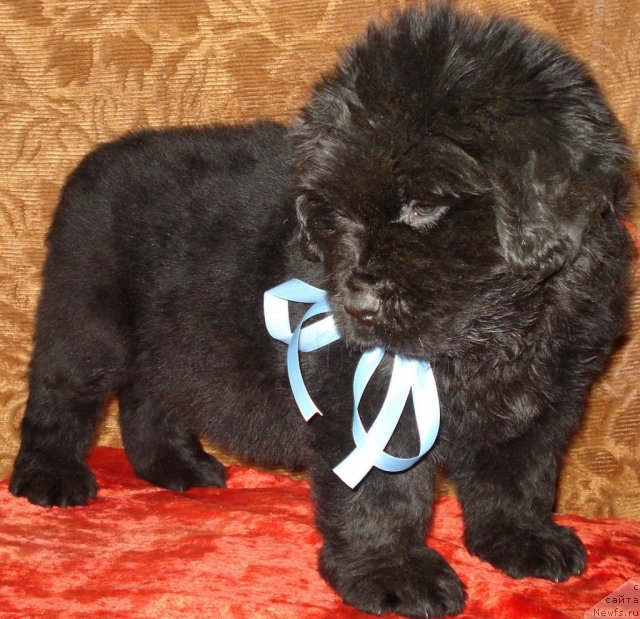 Фото: ньюфаундленд Аэвелия Баттерфляй