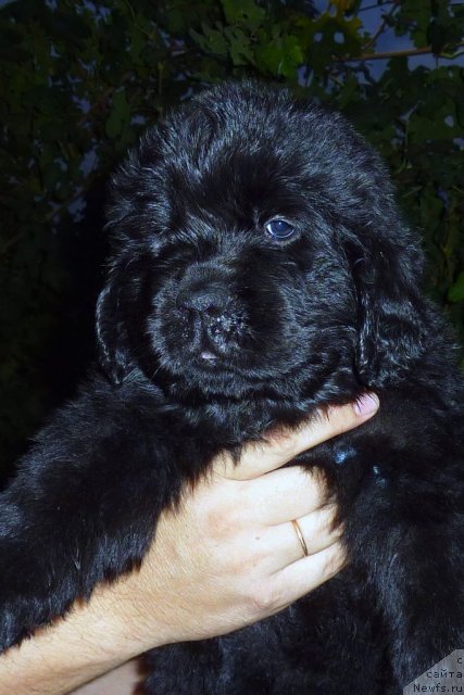 Фото: ньюфаундленд Бекки Блум