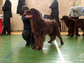 Фото: ньюфаундленд Voyager Midnight Bear