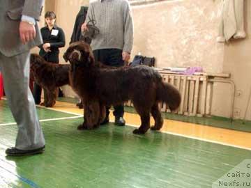 Фото: ньюфаундленд Смигар Золотой Мальчик (Smigar Zolotoy Malchik)