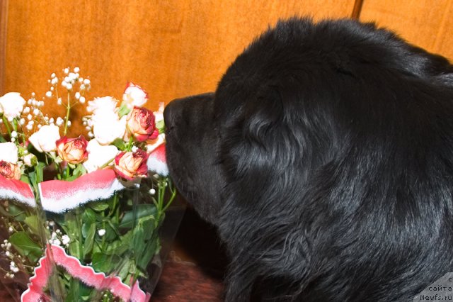 Фото: Гастон де Фуа