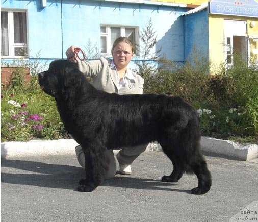 Фото: ньюфаундленд Плюшевая Панда Северный Версаль (Plushevaya Panda Severny Versal)