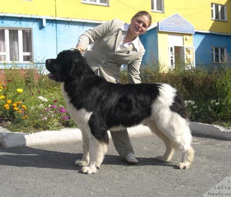Фото: ньюфаундленд Ласковый Бриз из Тихого Омута (Laskovy Breeze iz Tihogo Omuta)