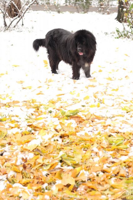 Фото: ньюфаундленд Вожди Атлантиды Габби