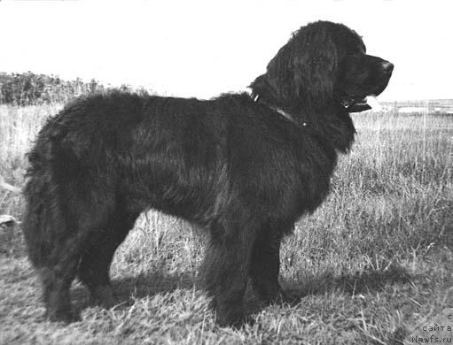 Фото: ньюфаундленд Фей Дар