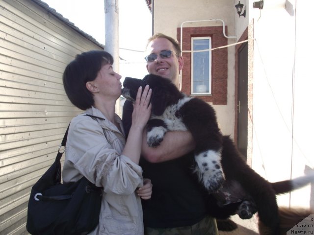 Фото: ньюфаундленд Иванушка Интернешнл