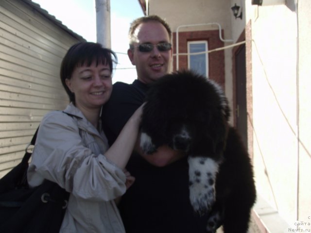 Фото: ньюфаундленд Иванушка Интернешнл