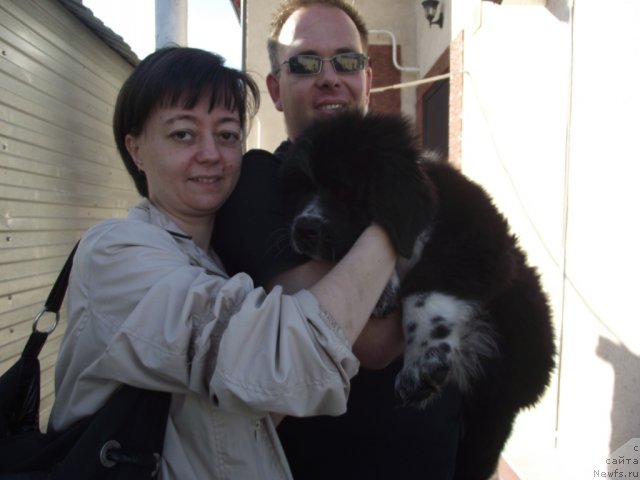 Фото: ньюфаундленд Иванушка Интернешнл