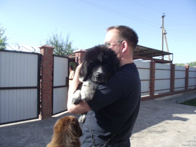 Фото: ньюфаундленд Иванушка Интернешнл