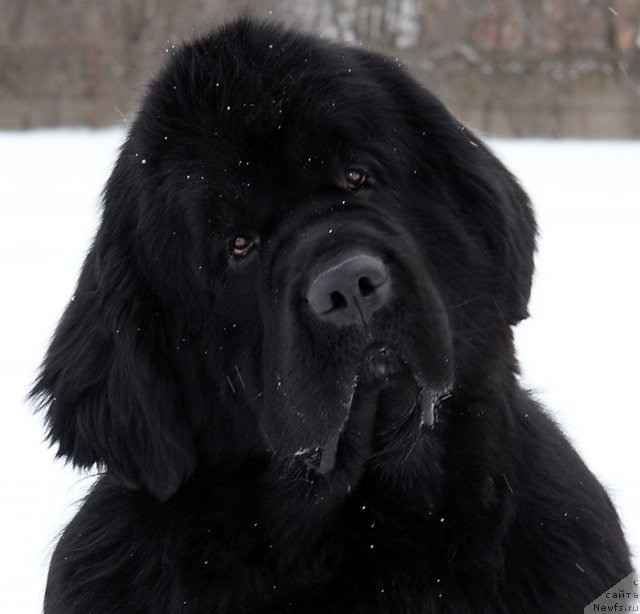 Фото: ньюфаундленд Шипмэн фром Биг Лейк (Shipman from Big Lake)
