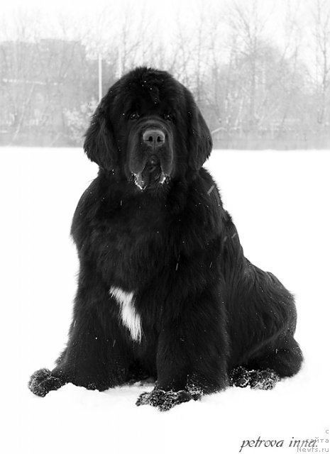 Фото: ньюфаундленд Шипмэн фром Биг Лейк (Shipman from Big Lake)