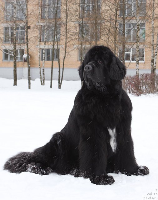 Фото: ньюфаундленд Шипмэн фром Биг Лейк (Shipman from Big Lake)