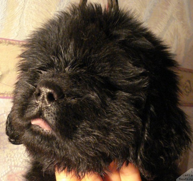 Фото: ньюфаундленд Аэвелия Баттерфляй