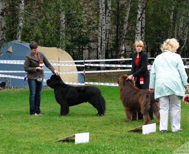 Фото: ньюфаундленд Пчёлкин Дом Вениамин (Pchiolkin Dom Veniamin), ньюфаундленд Take it Slowly Quero