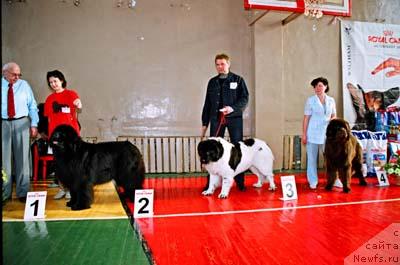 Фото: ньюфаундленд Щеголь Филимон из Медвежьего Яра (Schegol Filimon iz Medvejyego Yara), ньюфаундленд Jobears Faraon, ньюфаундленд Его Высочество от Сибирского Медведя (Ego Vysochestvo ot Sibirskogo Medvedja)