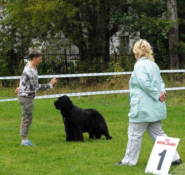 Фото: ньюфаундленд Потап Цандри