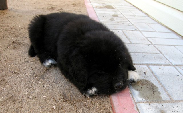 Фото: ньюфаундленд Питерньюф Чупа-Чупс