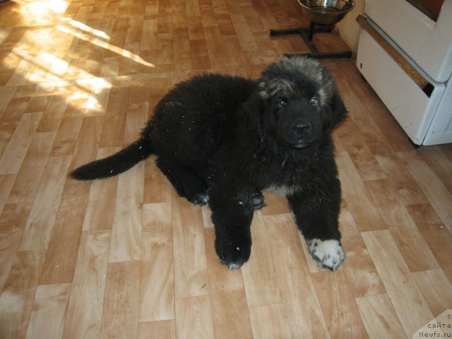 Фото: ньюфаундленд Питерньюф Чупа-Чупс