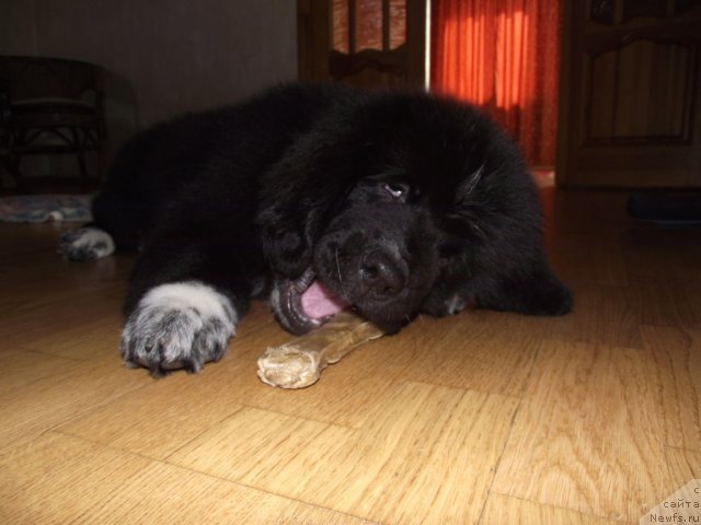 Фото: ньюфаундленд Из Парижа с Любовью