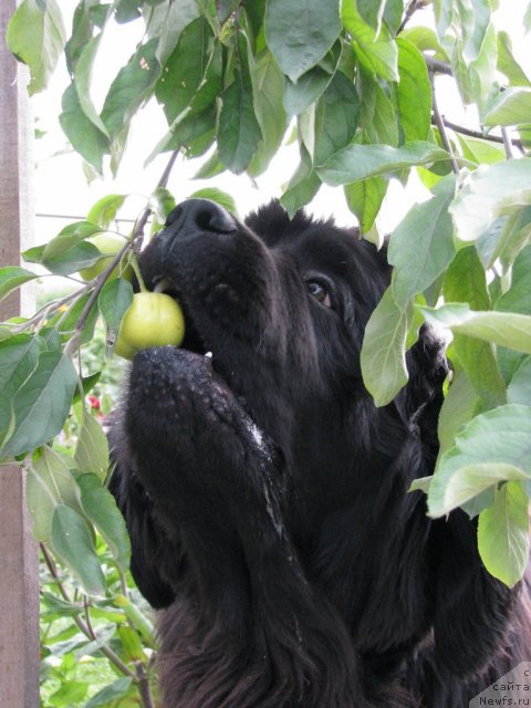 Фото: ньюфаундленд Иван Царевич из Тихого Омута (Ivan Tsarevich iz Tihogo Omuta)