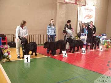 Фото: ньюфаундленд Сент Джонс Жанна Д'Арк (Sent Djons Zanna D'Ark), ньюфаундленд Чанси из Золотого Треугольника, ньюфаундленд Сент Джонс Жаклин, ньюфаундленд Сент Джонс Жозефина (Sent Djons Zhozefina)