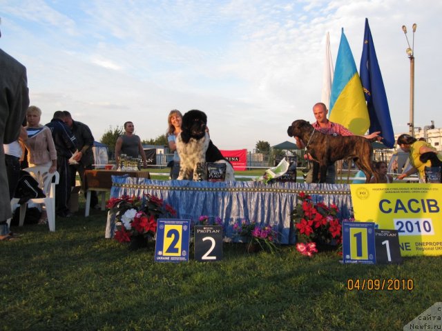 Фото: ньюфаундленд Плюшевая Панда Стиль-Санкт-Петербурга
