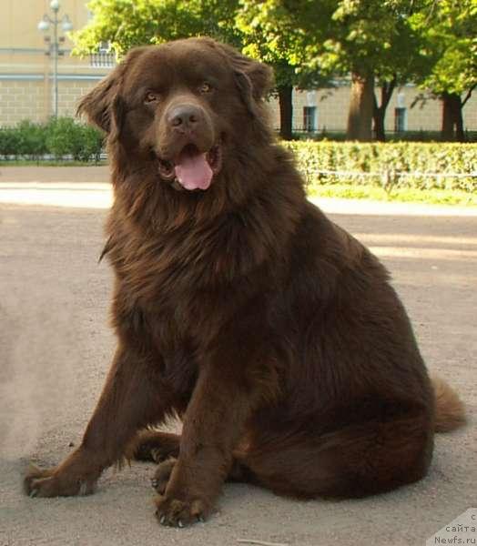 Фото: ньюфаундленд Елисей с Берега Дона