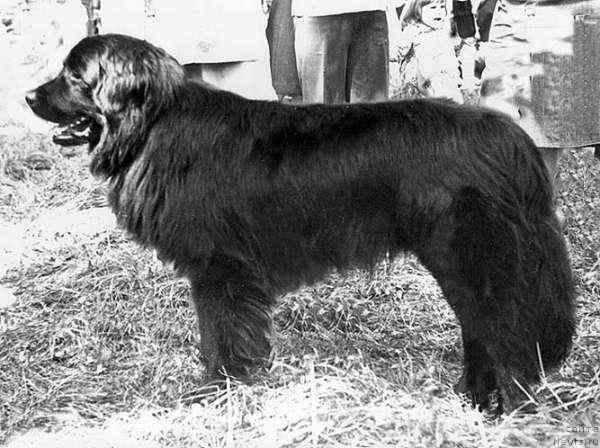 Фото: ньюфаундленд Дани Аскрин