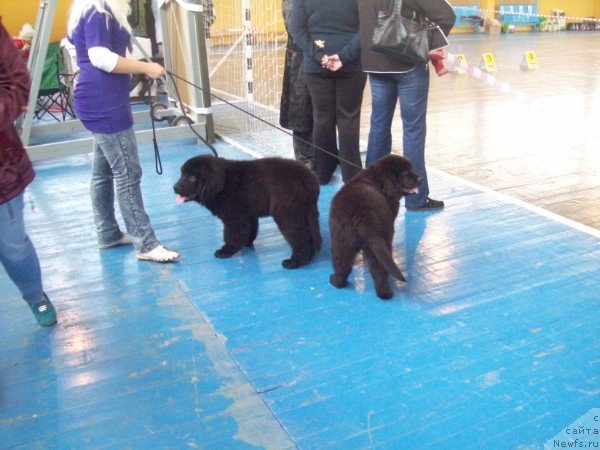 Фото: Анна Портнякова, ньюфаундленд Чудная Красавица, ньюфаундленд Цыганский Каприз
