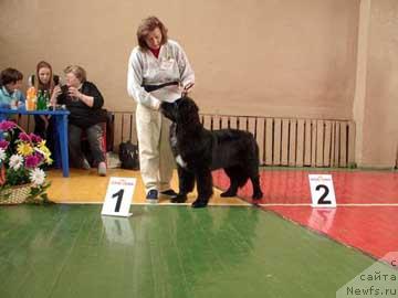 Фото: ньюфаундленд Сент Джонс Жанна Д'Арк (Sent Djons Zanna D'Ark)