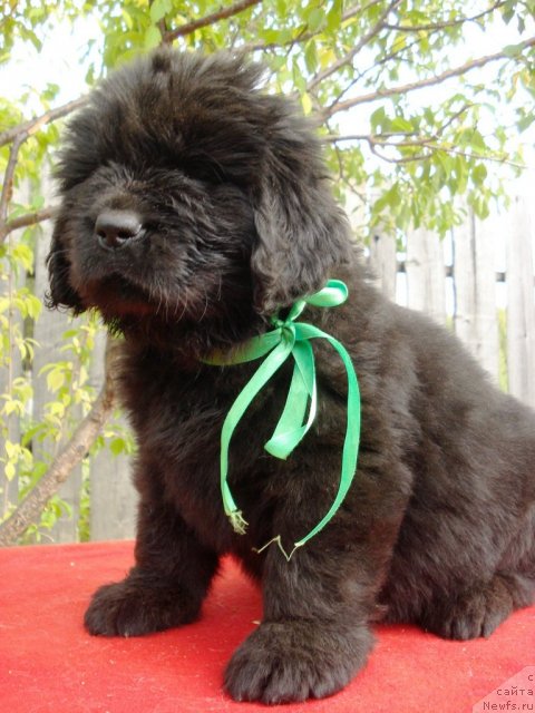 Фото: ньюфаундленд Их Высочество Владлена Маджикс