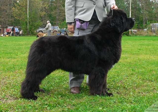 Фотография № 49033