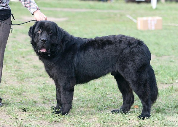 Фото: ньюфаундленд Судьбы Подарок