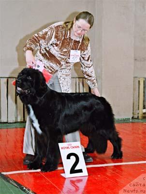 Фото: ньюфаундленд Сент Джонс Елайс